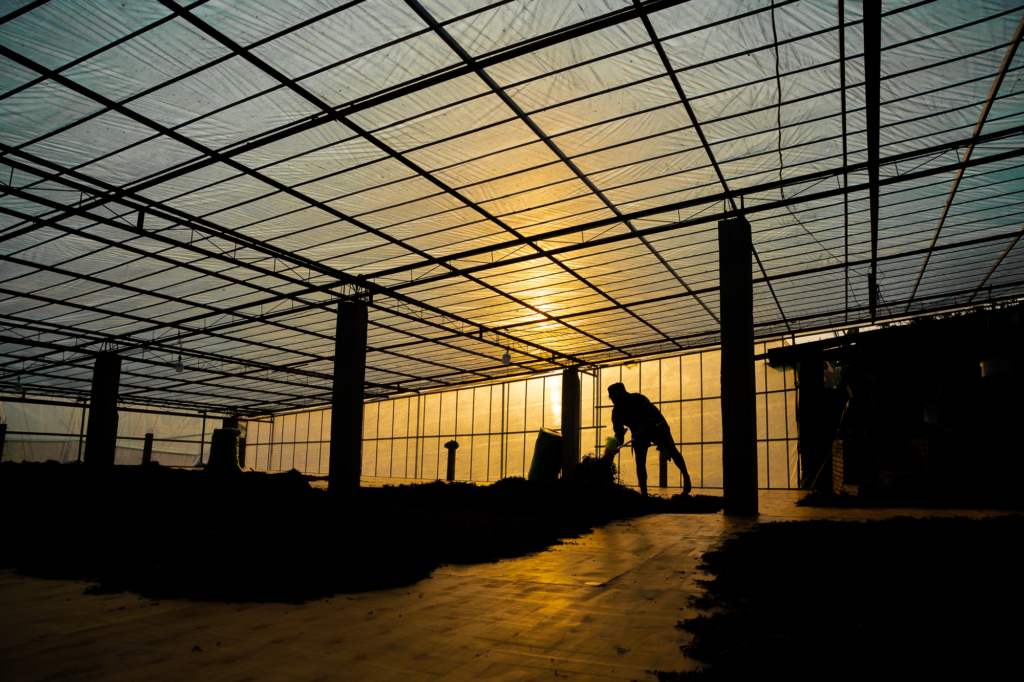 Hakbong Kwon, SEA: Day and Night, Farmer Drying Tea Leaves, 2024, Phongsaly, Laos





